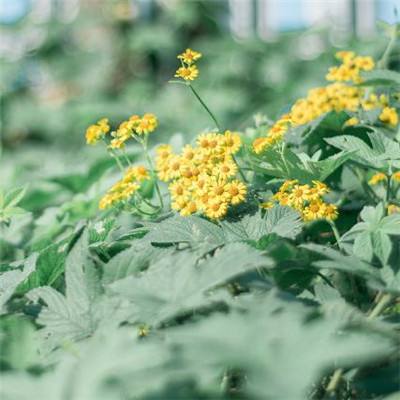 云开·体育官方网站