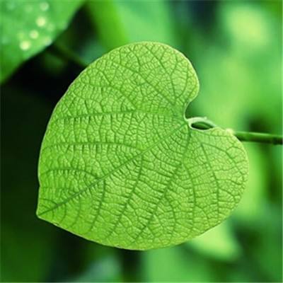 2023管家婆资料正版大全澳门app下载